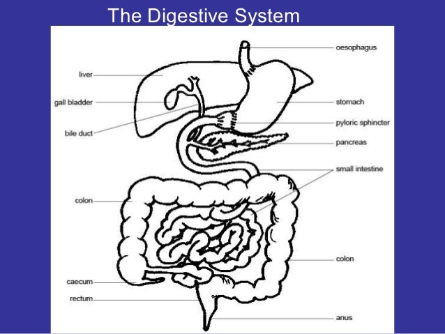 Animal digestive system