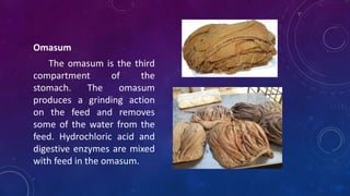 Animal Digestive System PPTX