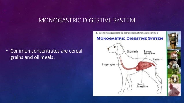 Animal Digestive System