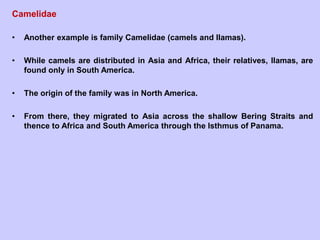 Camelidae
• Another example is family Camelidae (camels and llamas).
• While camels are distributed in Asia and Africa, their relatives, llamas, are
found only in South America.
• The origin of the family was in North America.
• From there, they migrated to Asia across the shallow Bering Straits and
thence to Africa and South America through the Isthmus of Panama.
 