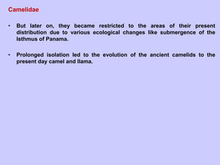 Camelidae
• But later on, they became restricted to the areas of their present
distribution due to various ecological changes like submergence of the
Isthmus of Panama.
• Prolonged isolation led to the evolution of the ancient camelids to the
present day camel and llama.
 