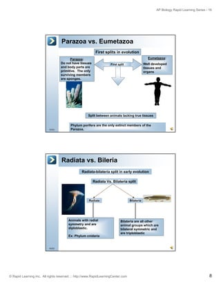 Parazoa Example Drawing Animal diversity | PDF