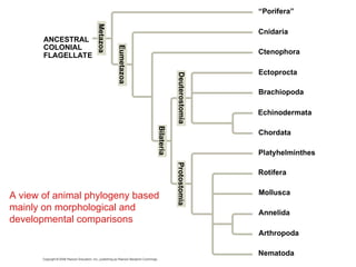Comprehensive Overview of Animal Diversity and Evolutionary Biology | PPT