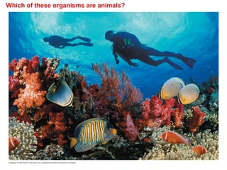 Comprehensive Overview of Animal Diversity and Evolutionary Biology | PPT