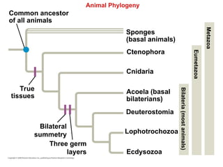 Comprehensive Overview of Animal Diversity and Evolutionary Biology | PPT