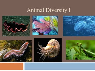 Animal Diversity I

 
