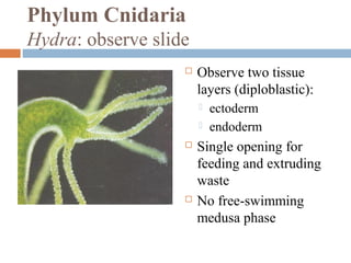 Phylum Cnidaria
Hydra: observe slide


Observe two tissue
layers (diploblastic):







ectoderm
endoderm

Single opening for
feeding and extruding
waste
No free-swimming
medusa phase

 