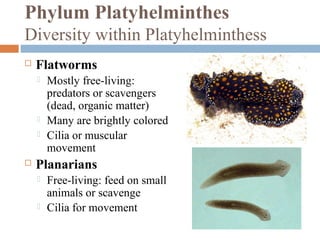 Phylum Platyhelminthes
Diversity within Platyhelminthess


Flatworms







Mostly free-living:
predators or scavengers
(dead, organic matter)
Many are brightly colored
Cilia or muscular
movement

Planarians



Free-living: feed on small
animals or scavenge
Cilia for movement

 