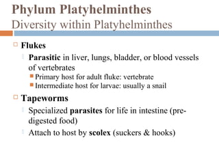 Phylum Platyhelminthes
Diversity within Platyhelminthes


Flukes
 Parasitic in liver, lungs, bladder, or blood vessels
of vertebrates
 Primary

host for adult fluke: vertebrate
 Intermediate host for larvae: usually a snail


Tapeworms




Specialized parasites for life in intestine (predigested food)
Attach to host by scolex (suckers & hooks)

 