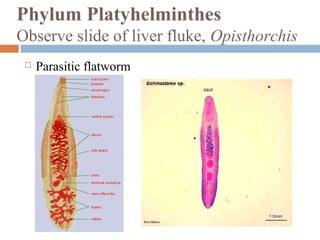 Phylum Platyhelminthes
Observe slide of liver fluke, Opisthorchis


Parasitic flatworm

 