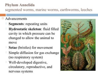 Phylum Annelida
segmented worms, marine worms, earthworms, leeches


Advancements
 Segments: repeating units
 Hydrostatic skeleton: fluid filled
cavity in which pressure can be
changed to allow the animal to
move
 Setae (bristles) for movement
 Simple diffusion for gas exchange
(no respiratory system)
 Well-developed digestive,
circulatory, reproductive, and
nervous systems

 