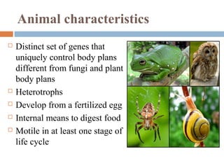 Animal characteristics







Distinct set of genes that
uniquely control body plans
different from fungi and plant
body plans
Heterotrophs
Develop from a fertilized egg
Internal means to digest food
Motile in at least one stage of
life cycle

 