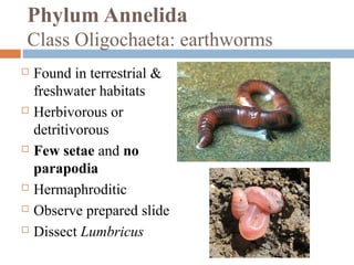 Phylum Annelida
Class Oligochaeta: earthworms










Found in terrestrial &
freshwater habitats
Herbivorous or
detritivorous
Few setae and no
parapodia
Hermaphroditic
Observe prepared slide
Dissect Lumbricus

 