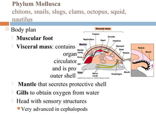Phylum Mollusca
chitons, snails, slugs, clams, octopus, squid,
nautilus


Body plan
 Muscular foot
 Visceral mass: contains
organs(digestive,
circulatory, reproductive)
and is protected by a hard
outer shell
 Mantle that secretes protective shell
 Gills to obtain oxygen from water
 Head with sensory structures
 Very

advanced in cephalopods

 