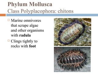 Phylum Mollusca
Class Polyplacophora: chitons




Marine omnivores
that scrape algae
and other organisms
with radula
Clings tightly to
rocks with foot

 