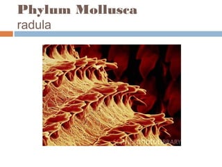 Phylum Mollusca
radula

 
