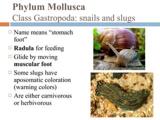 Phylum Mollusca
Class Gastropoda: snails and slugs









Name means “stomach
foot”
Radula for feeding
Glide by moving
muscular foot
Some slugs have
aposomatic coloration
(warning colors)
Are either carnivorous
or herbivorous

 