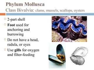 Phylum Mollusca
Class Bivalvia: clams, mussels, scallops, oysters







2-part shell
Foot used for
anchoring and
burrowing
Do not have a head,
radula, or eyes
Use gills for oxygen
and filter-feeding

 