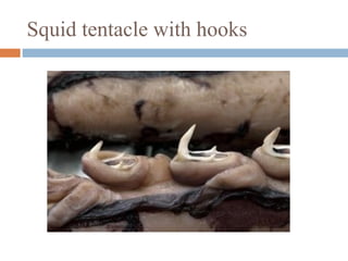 Squid tentacle with hooks

 