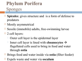 Phylum Porifera
Sponges









Spicules: gives structure and is a form of defense to
predators
Mostly asymmetrical
Sessile (immobile) adults, free-swimming larvae
2 cell layers:
 Outer cell layer is the epidermal layer
 Inner cell layer is lined with choanocytes 
flagellated cells used to bring in food and water
through ostia
Brings food and water inside via ostia (filter feeder)
Expels waste and water via osculum

 