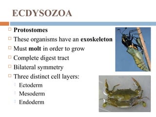 ECDYSOZOA







Protostomes
These organisms have an exoskeleton
Must molt in order to grow
Complete digest tract
Bilateral symmetry
Three distinct cell layers:




Ectoderm
Mesoderm
Endoderm

 