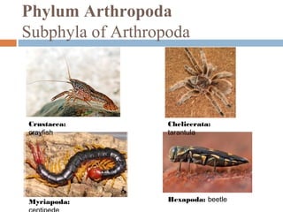 Phylum Arthropoda
Subphyla of Arthropoda

Crustacea:
crayfish

Chelicerata:
tarantula

Myriapoda:

Hexapoda: beetle

 