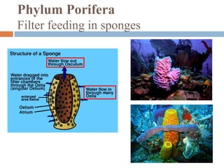 Phylum Porifera
Filter feeding in sponges

 
