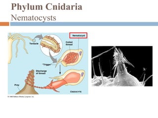 Phylum Cnidaria
Nematocysts

 