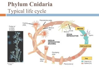 Phylum Cnidaria
Typical life cycle

 