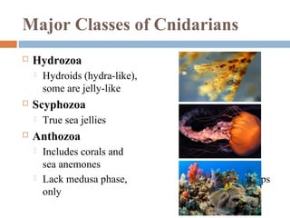 Major Classes of Cnidarians


Hydrozoa




Scyphozoa




Hydroids (hydra-like),
some are jelly-like
True sea jellies

Anthozoa




Includes corals and
sea anemones
Lack medusa phase,
only

polyps

 
