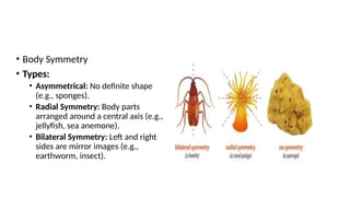 Asymmetrical Insect Animal diversity unit 1.pptx shows porifera | PPTX