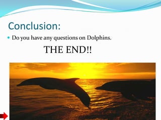 Conclusion:
Do you have any questions on Dolphins.
THE END!!