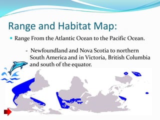 Range and Habitat Map:
 Range From the Atlantic Ocean to the Pacific Ocean.

      - Newfoundland and Nova Scotia to northern
        South America and in Victoria, British Columbia
        and south of the equator.
 