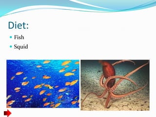Diet:
 Fish
 Squid
 