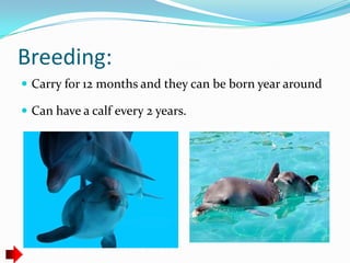 Breeding:
Carry for 12 months and they can be born year around
Can have a calf every 2 years.