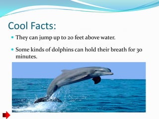 Cool Facts:
 They can jump up to 20 feet above water.

 Some kinds of dolphins can hold their breath for 30
 minutes.
 