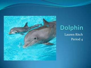 Animal, dolphin powerpoint Slide 1