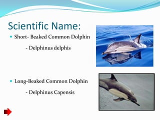Scientific Name:
 Short- Beaked Common Dolphin

     - Delphinus delphis




 Long-Beaked Common Dolphin

     - Delphin...