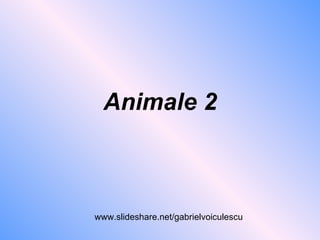 Animale 2 www.slideshare.net/gabrielvoiculescu 