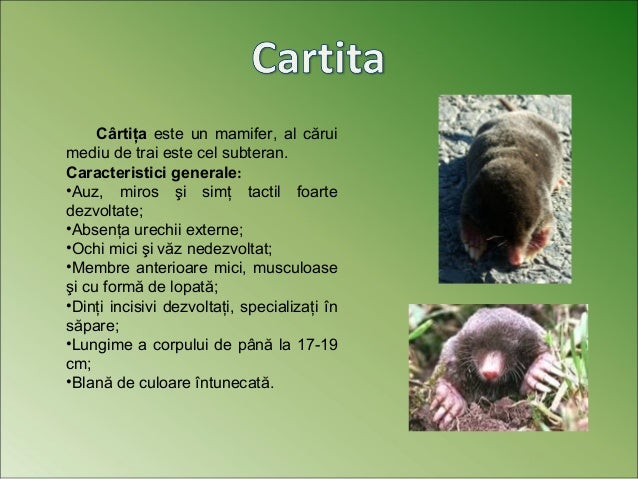 Animaleciudate1traian