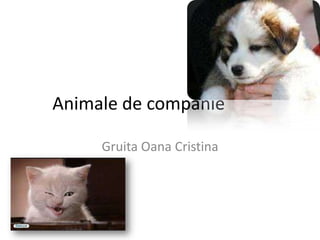 Animale de companie

     Gruita Oana Cristina
 