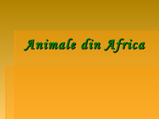 Animale din Africa
 