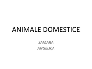 ANIMALE DOMESTICE
SAMARA
ANGELICA
 
