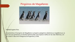 Pingüinos de Magallanes
Habitad lugares frios.
Características :El pingüino de Magallanes o pingüino patagónico (Spheniscus magellanicus), es
una ave que pertenece a la familia Spheniscidae. Esta especie nidifica en las islas Malvinas y en
las costas e islas de la Patagonia de Argentina y Chile.
 