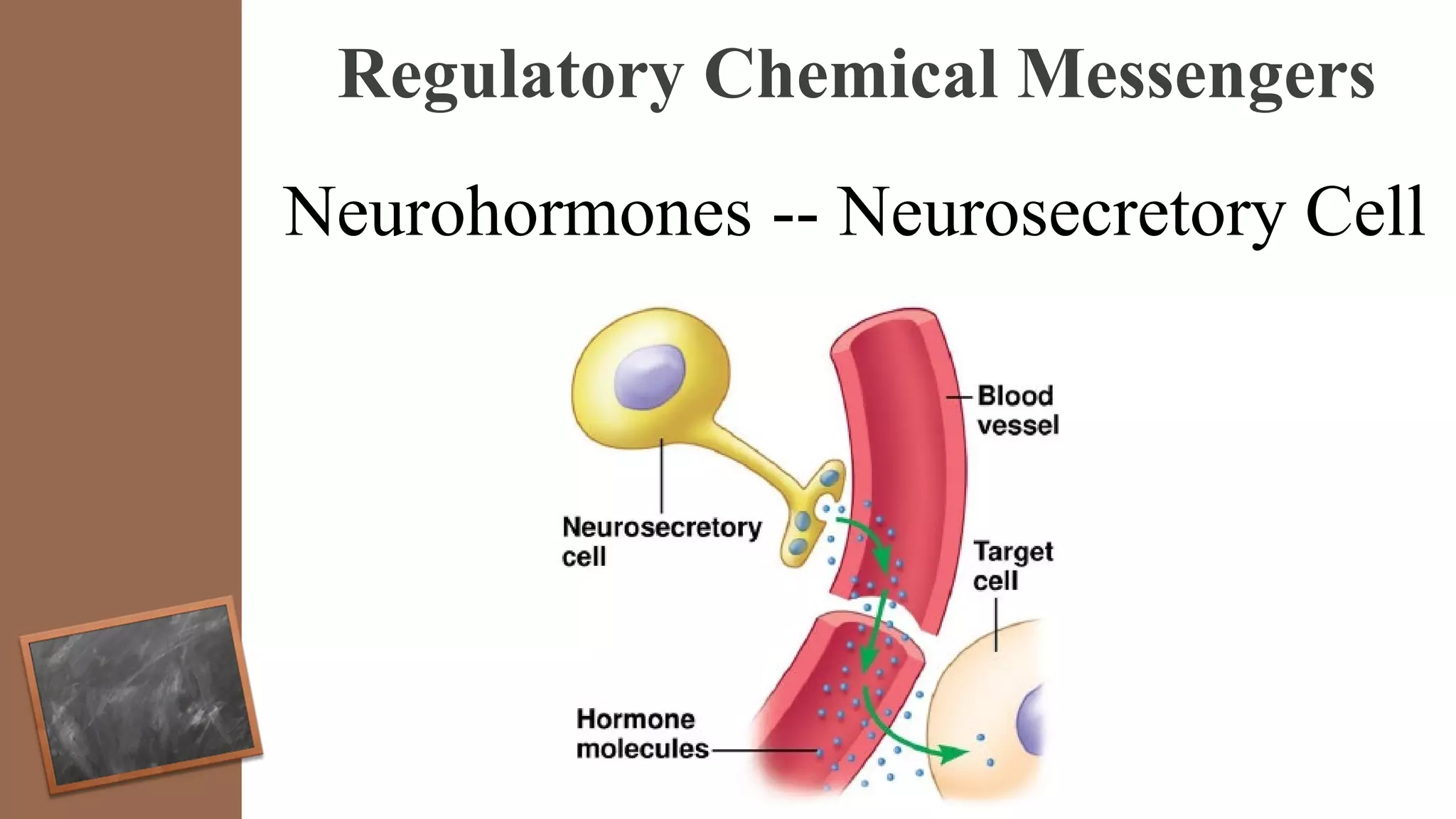 Regulatory Chemical Messengers
Neurohormones -- Neurosecretory Cell
 