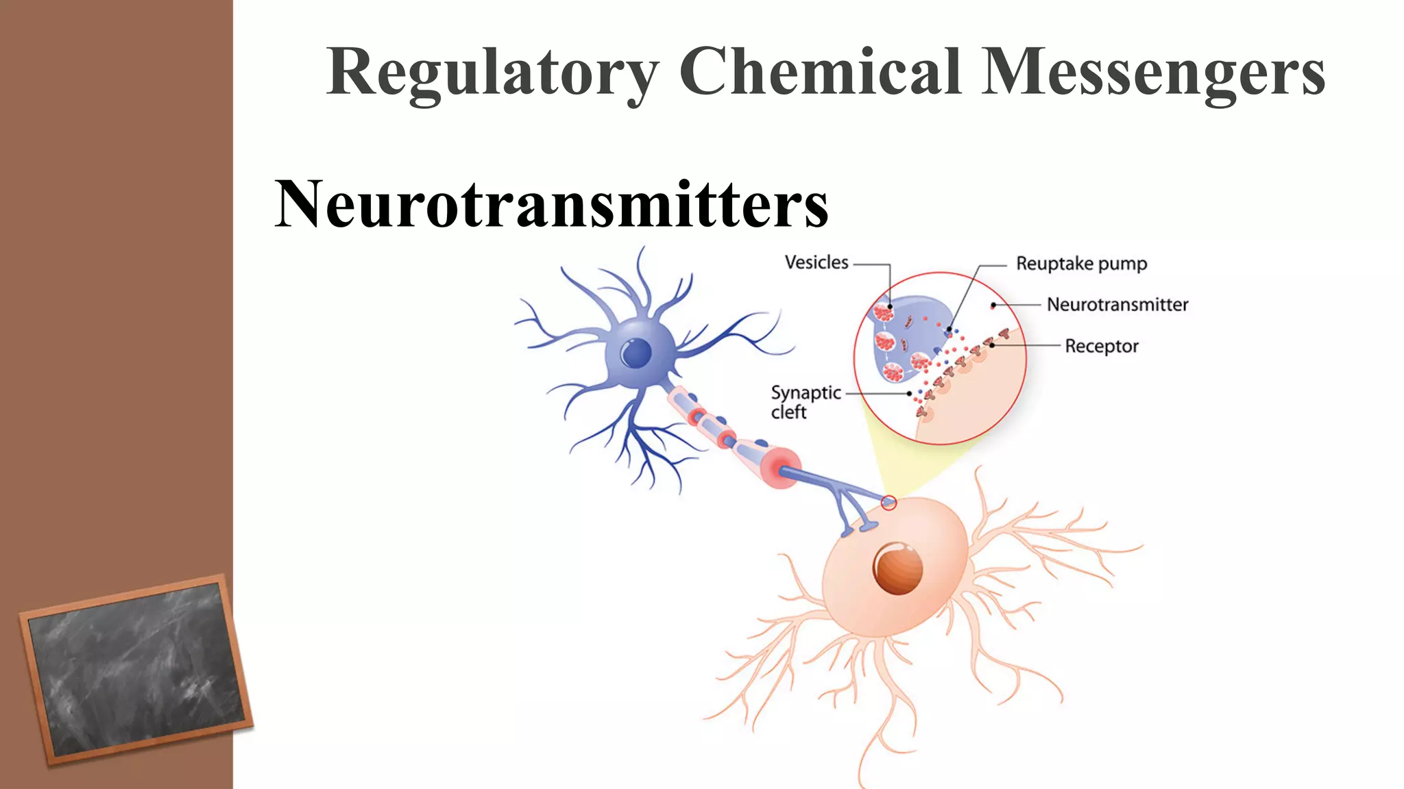 Regulatory Chemical Messengers
Neurotransmitters
 