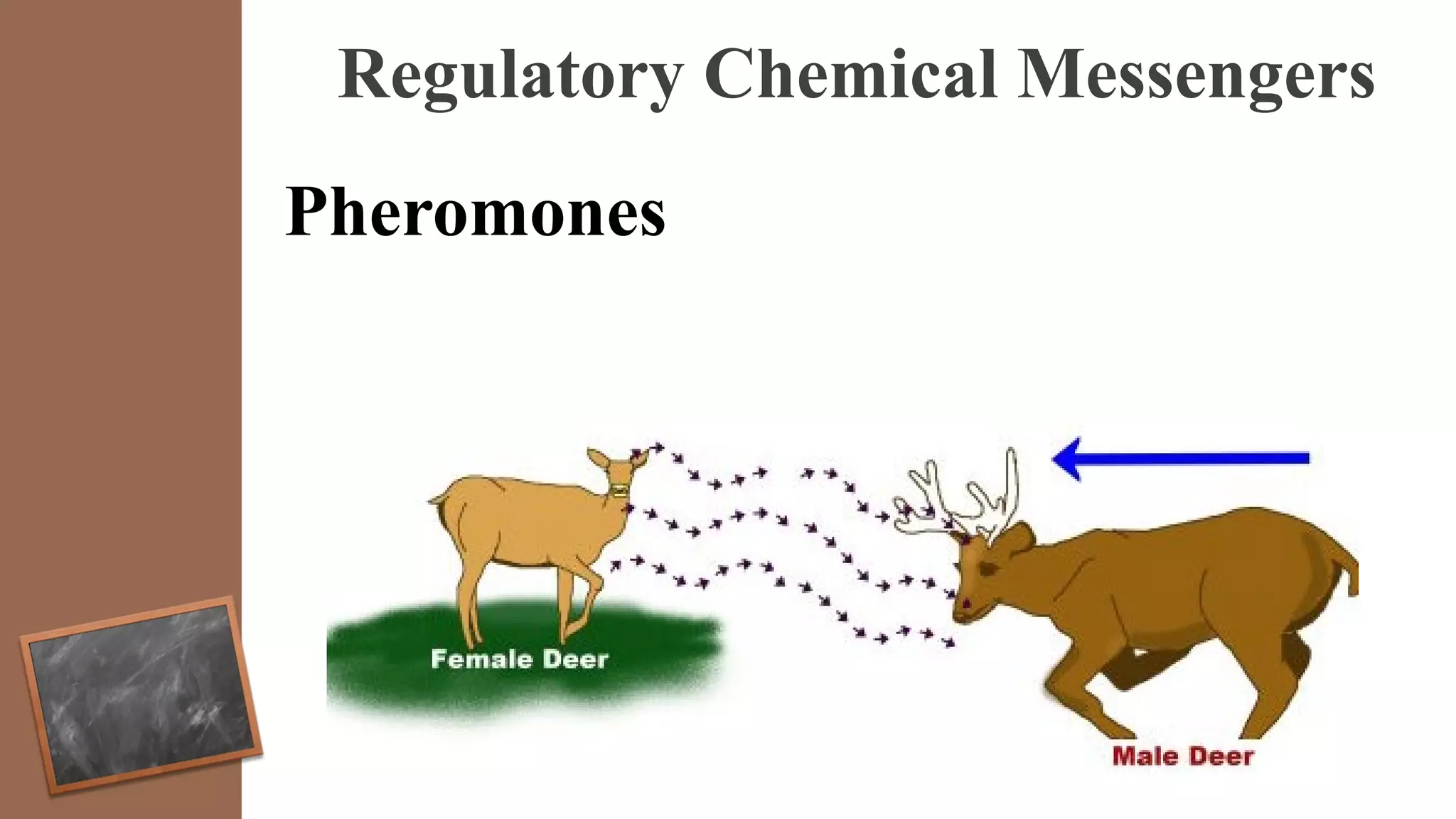Regulatory Chemical Messengers
Pheromones
 