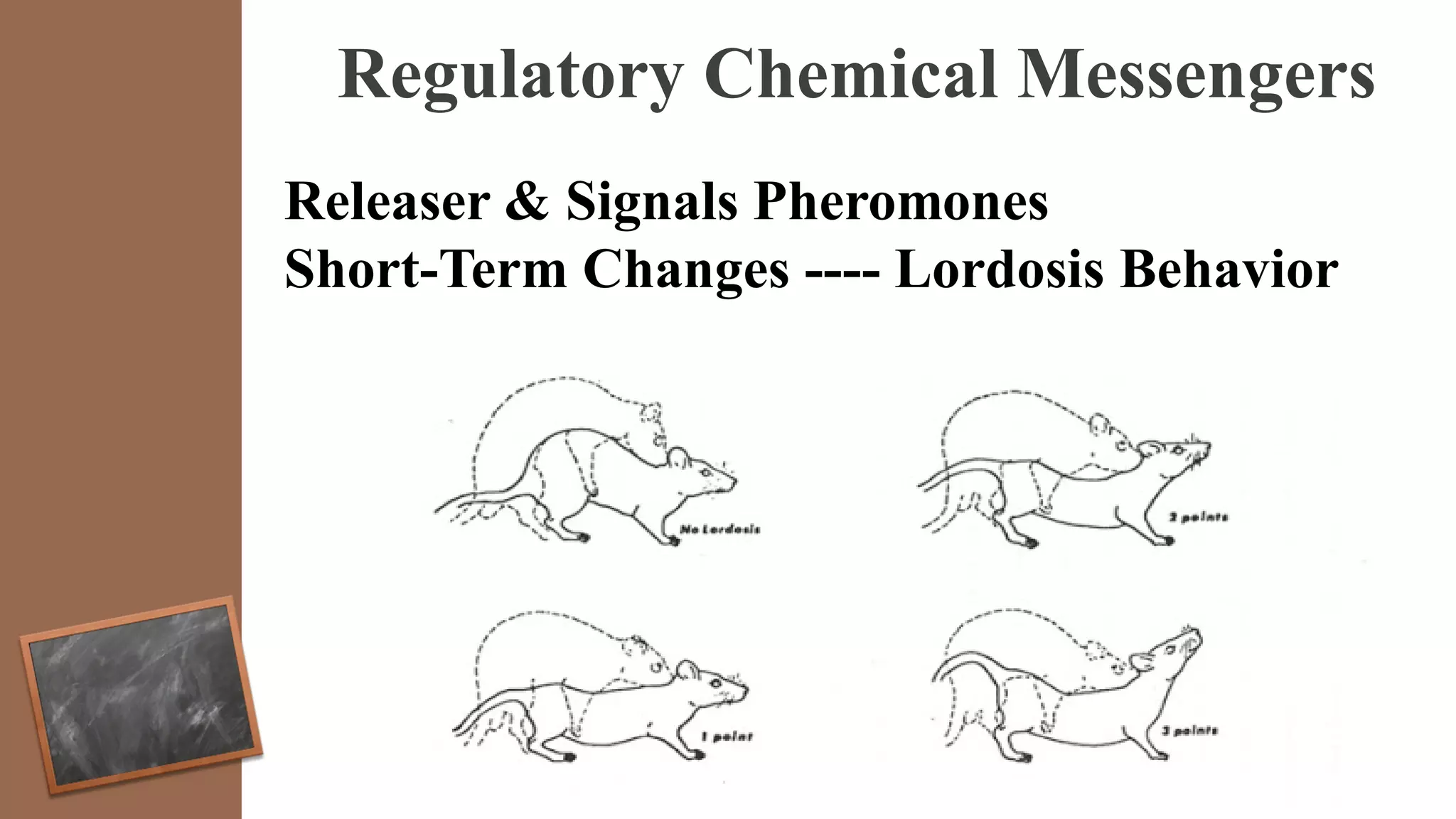 Regulatory Chemical Messengers
Releaser & Signals Pheromones
Short-Term Changes ---- Lordosis Behavior
 