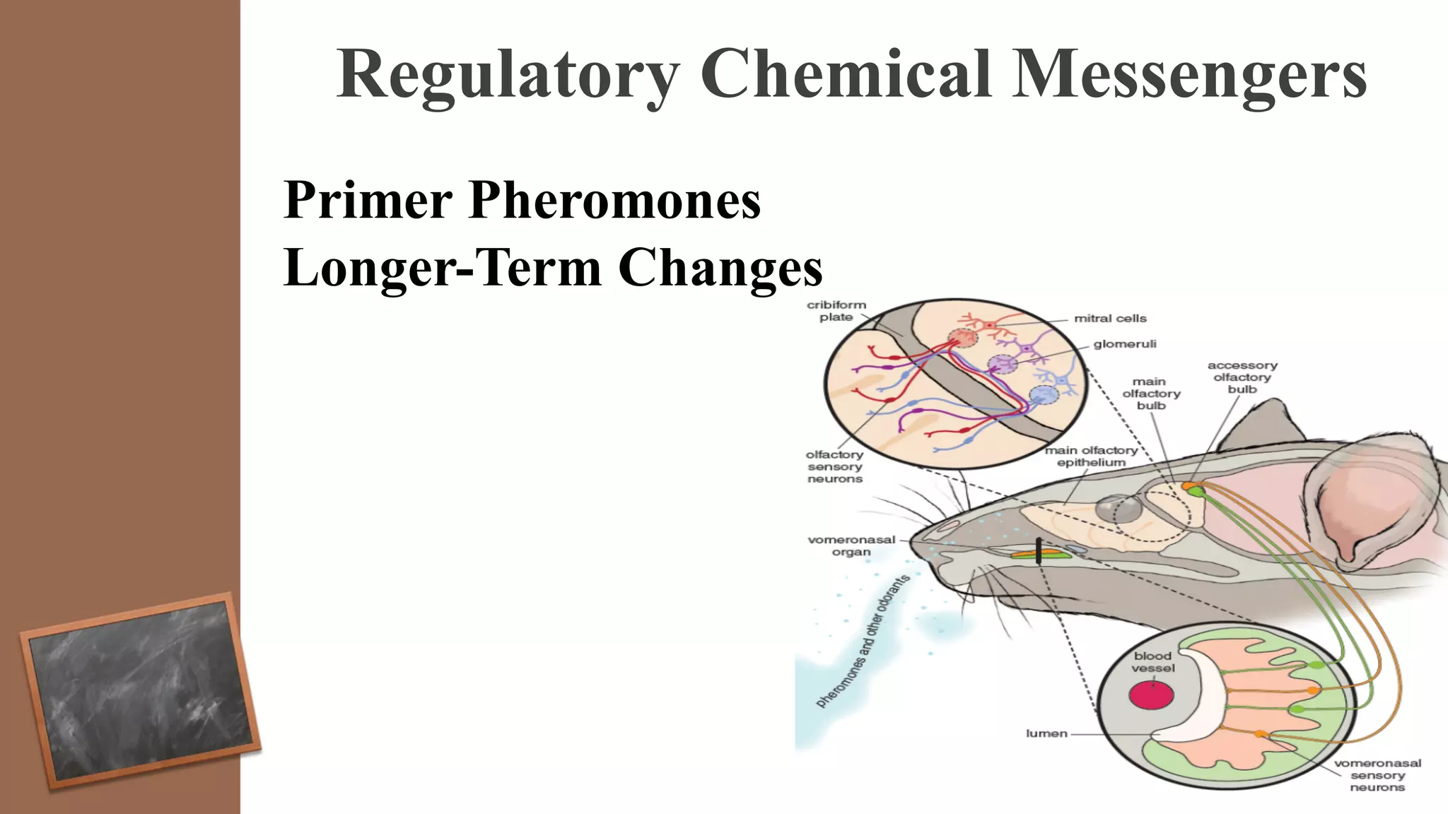 Regulatory Chemical Messengers
Primer Pheromones
Longer-Term Changes
 