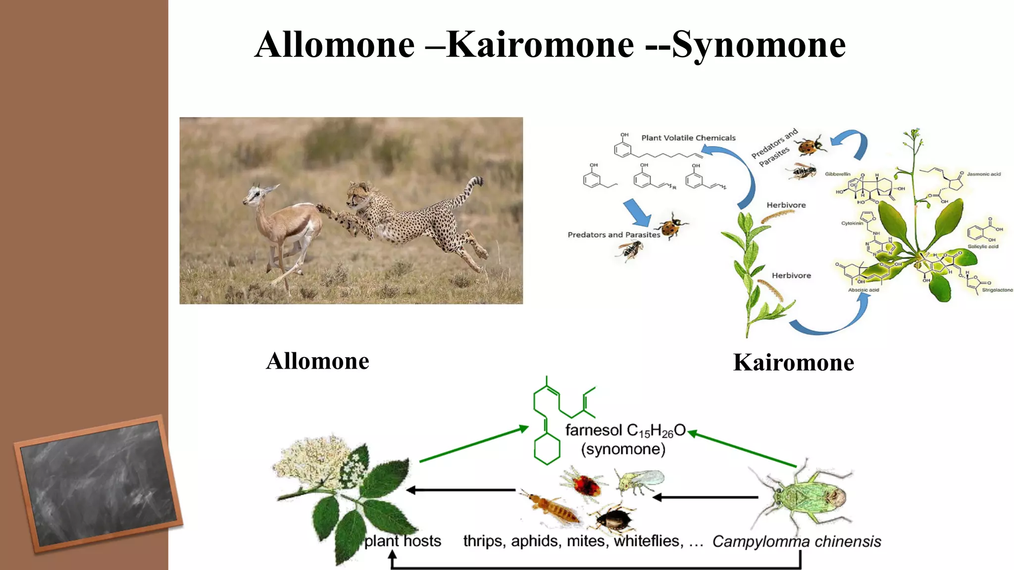 Allomone –Kairomone --Synomone
Allomone Kairomone
 